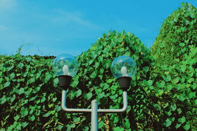 Low angle view of plants against blue sky