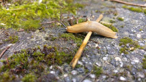 Close-up of snail