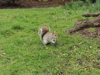 High angle view of squirrel on field