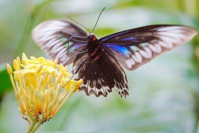 Close-up of butterfly pollinating on flower