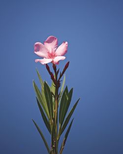 Close-up of pink flowering plant against blue sky