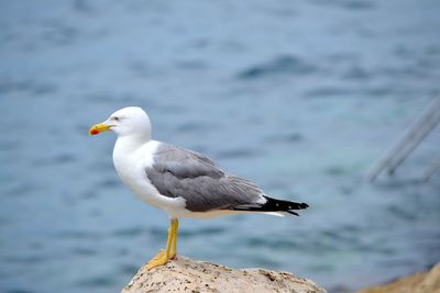 Close-up of seagull perching on rock