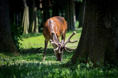 Deer in a forest