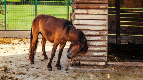 Horse standing in stable