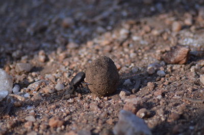 High angle view of crab on pebbles