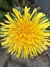 Close-up of yellow flower blooming outdoors