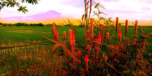 Plants growing on field against sky during sunset