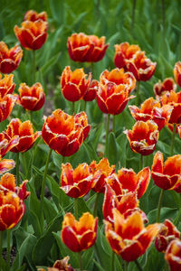 Close-up of red flowering plants