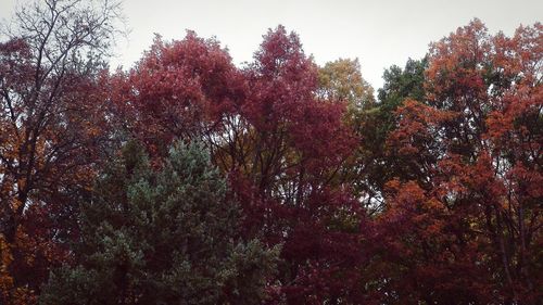 Low angle view of trees in forest