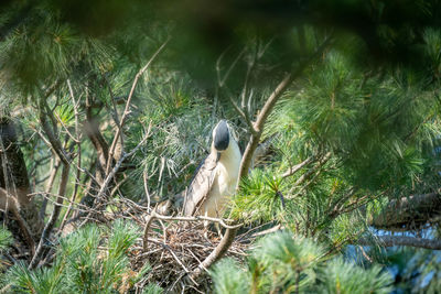 Bird perching on a tree