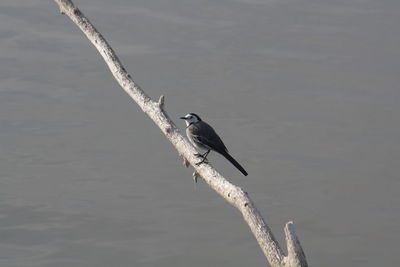 High angle view of gray heron perching on crane