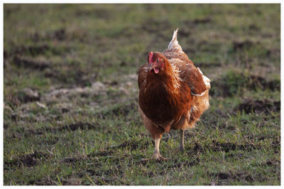 Close-up of a bird on field