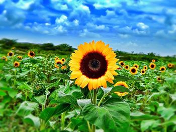 Close-up of sunflower field