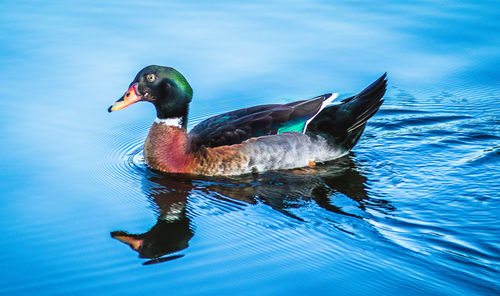 Close-up of duck swimming in lake