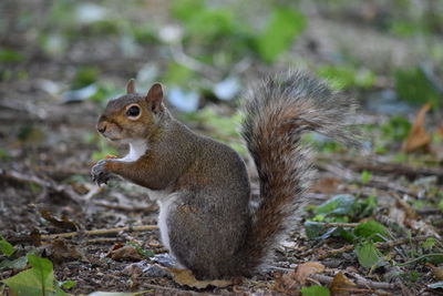 Close-up of squirrel sitting outdoors