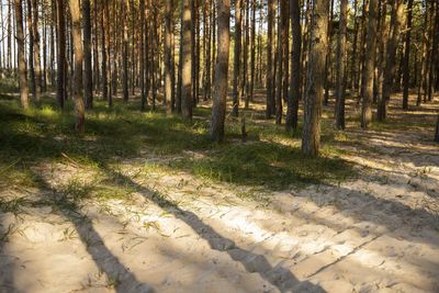 View of trees in forest