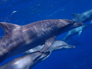 Fish swimming in sea