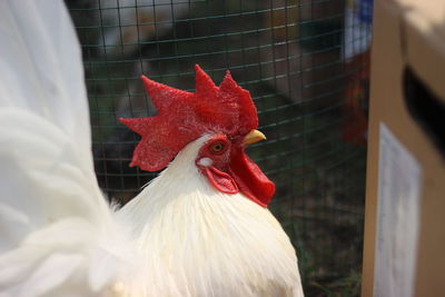 Close-up of rooster