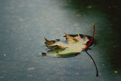 Fallen leaves floating on lake
