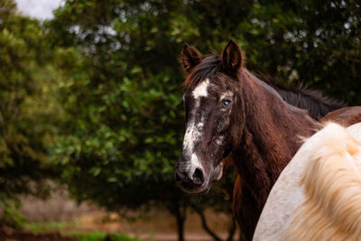 Horses on pasture, in the heard together, happy animals, portugal lusitanos