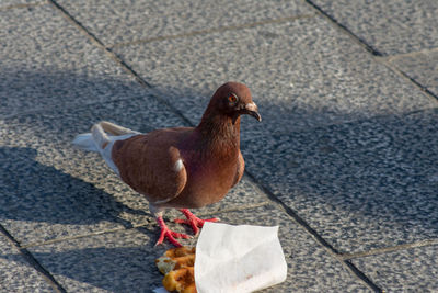 Angry looking brown pigeon next to belgian waffle