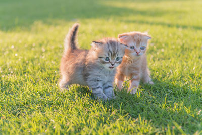 Kittens in a grass