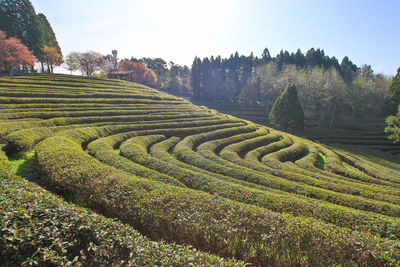The spring scenery in the tea field is beautiful.