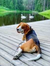 Portrait of beagle relaxing by lake on boardwalk