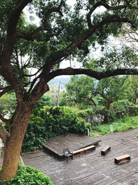 Trees and plants in park