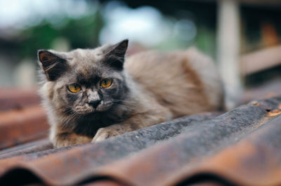 Close-up portrait of cat