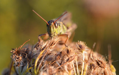 Close-up of butterfly on plant
