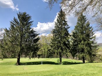 Trees on field against sky