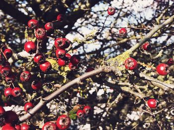 Close-up of christmas tree