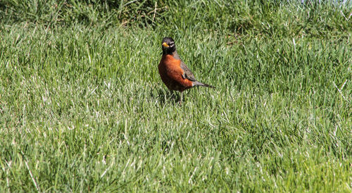 Bird perching on a field