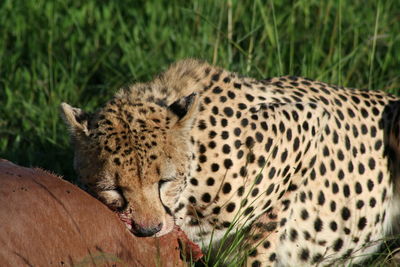 Cheetah feeding on pray