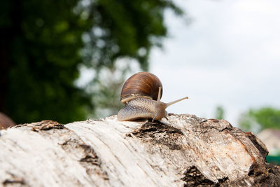 Close-up of snail on wood