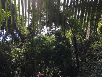 Low angle view of bamboo trees in forest