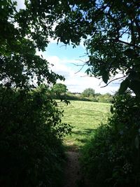 Trees growing in field