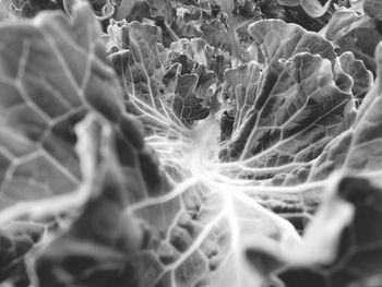 Close-up of leaves