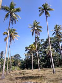 Low angle view of palm trees against clear sky