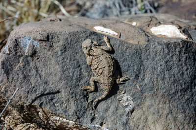 Horned toad lizard camouflaged against a large rock in the texas desert