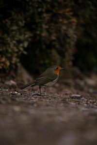 Close-up of bird perching on a field