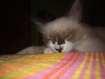 Close-up of cat relaxing on bed