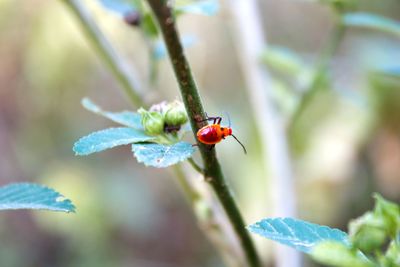 Close-up of insect on plant