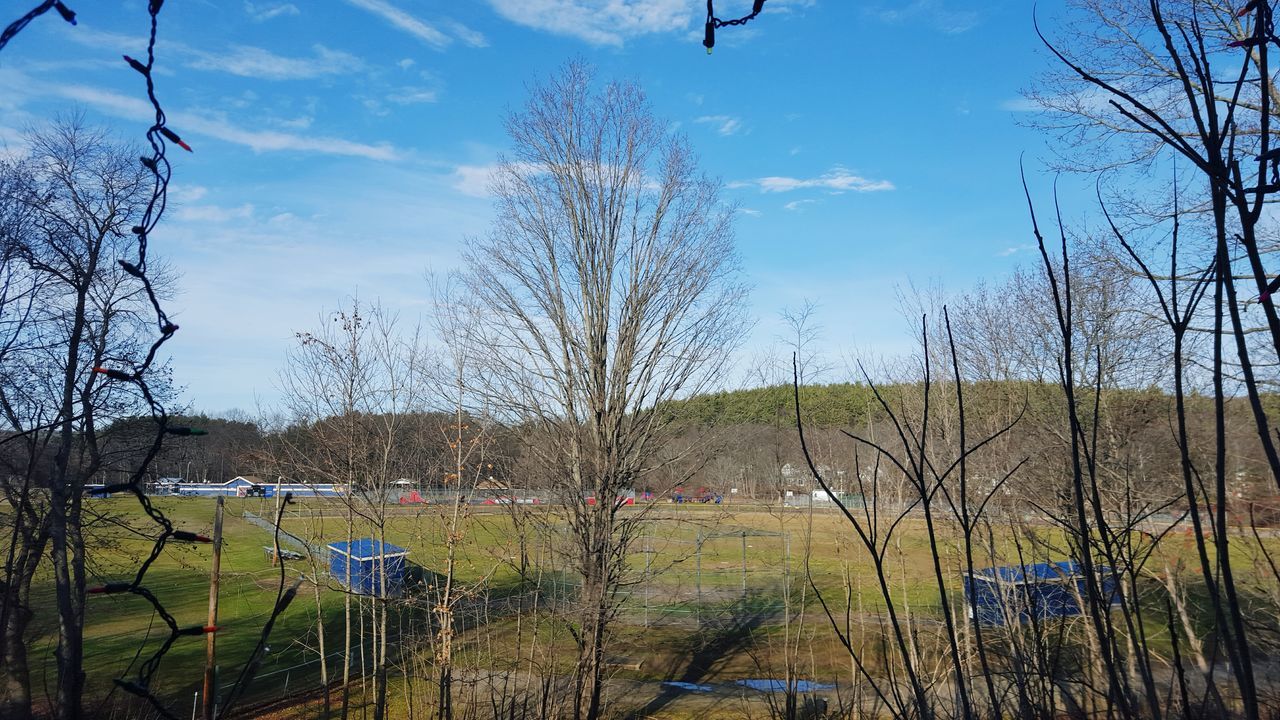 bare tree, sky, tree, tranquility, branch, tranquil scene, blue, nature, grass, scenics, landscape, beauty in nature, cloud - sky, field, day, cloud, growth, outdoors, non-urban scene, no people