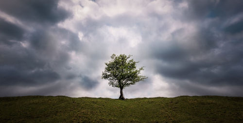 Single tree on field against sky