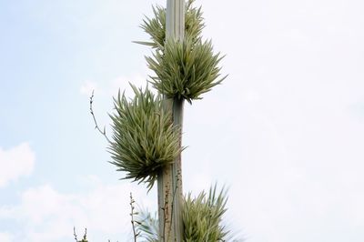 Low angle view of plants against sky