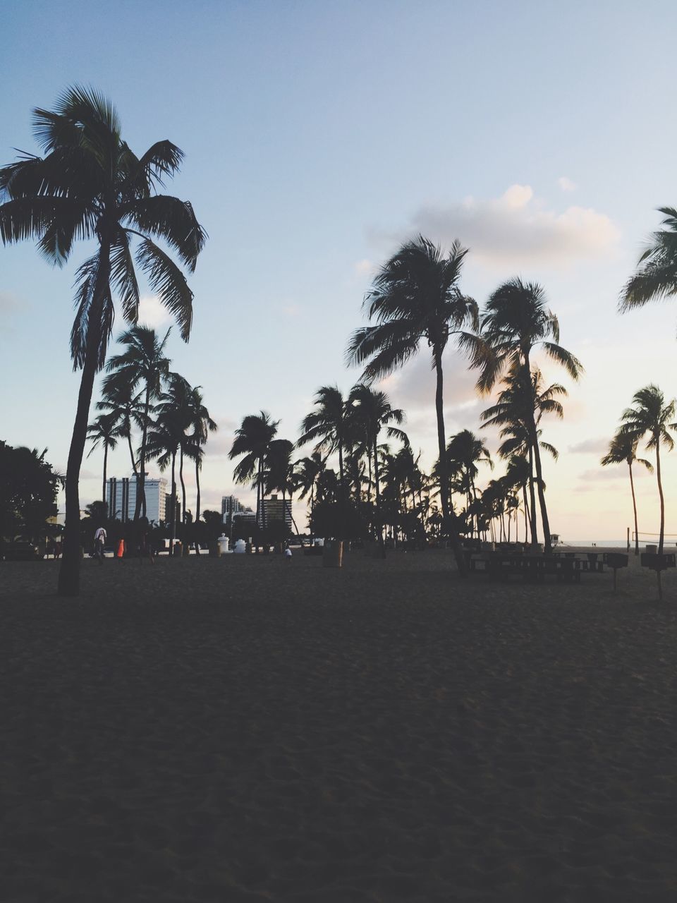 palm tree, tree, sky, beach, tranquility, tranquil scene, silhouette, sand, scenics, nature, beauty in nature, tree trunk, sunset, sea, growth, coconut palm tree, sunlight, shore, idyllic, clear sky