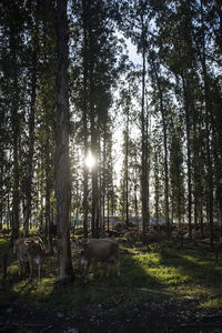 Sun shining through trees in forest