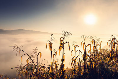 Plants growing on field against sky during sunset